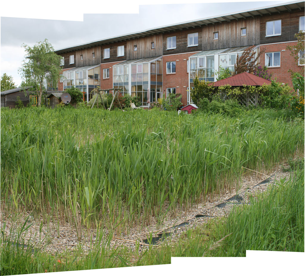Constructed wetland in an ecological settlement in Flintenbreite near Luebeck, Germany