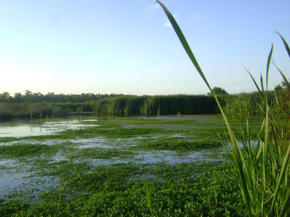 Laguna de Rocha, the lairgest wetland in the urban aurie in Esteban Echeverría Partido, Argentinae.