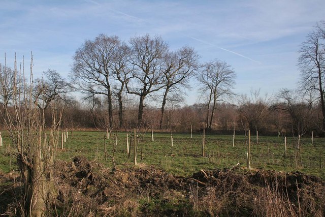 An afforestation project in Rand Wood, Lincolnshire, England