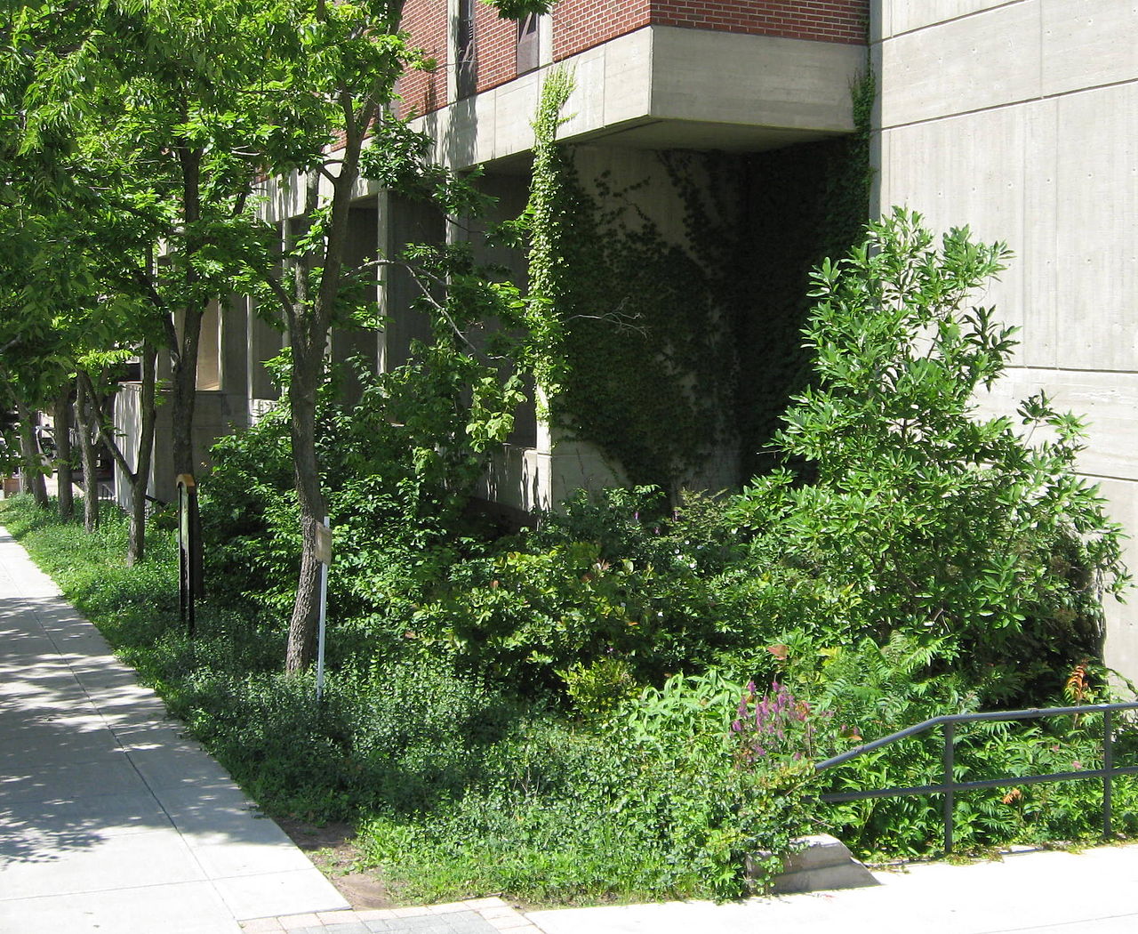 Rain garden, SUNY College of Environmental Science and Forestry, Syracuse, New York