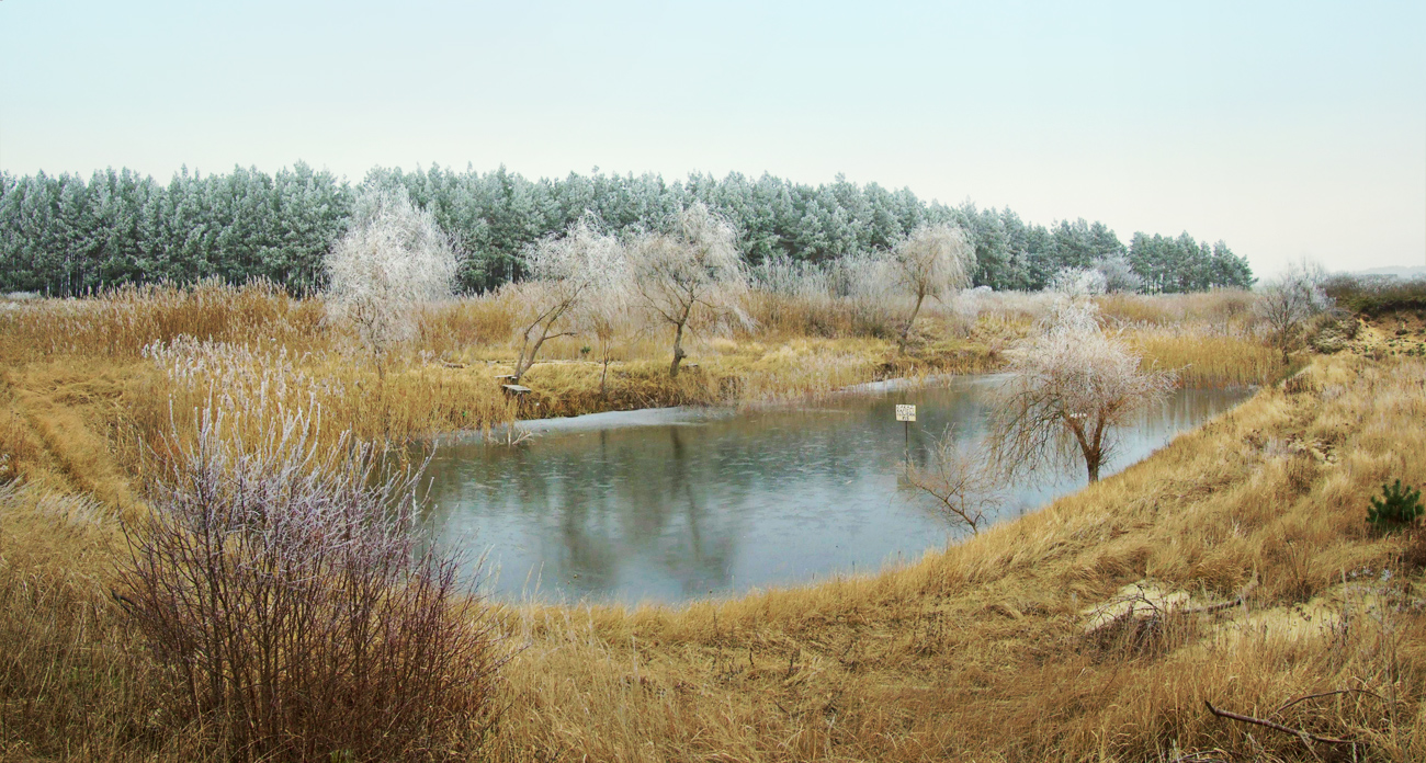 A pond in Swarzynice, Poland