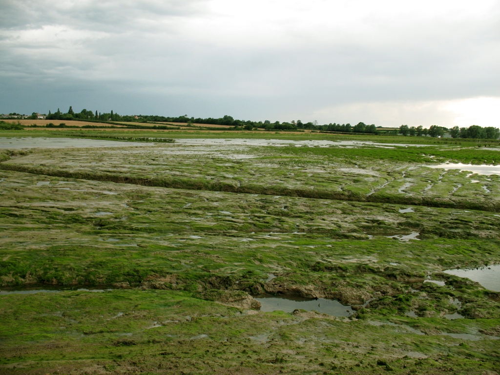 Tollesbury Managed Realignment site in Essex, the first large scale attempt at salt marsh restoration in the UK
